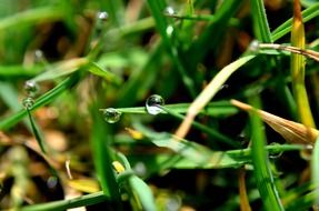 drop water grass macro rain