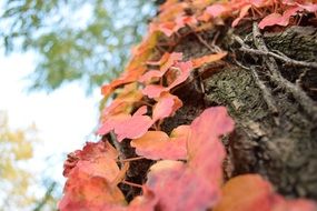 leaves red branch leaf fall