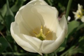white tulip on a green background