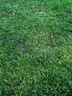 green leaves background grass