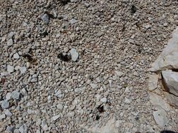pebbles shore rocks texture stone