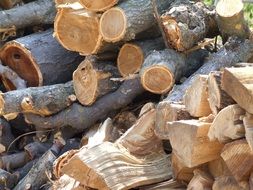 tree material wood trunk