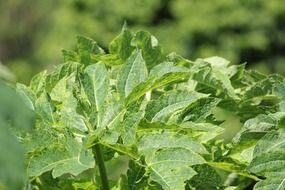 green leaves background
