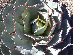 cactus flower plant thorns rosette