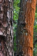 nature tree trunk texture green