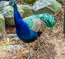 peacock plumage color green blue