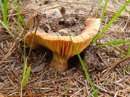 mushroom close up plant colorful