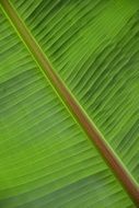 palm leaf structure plant green