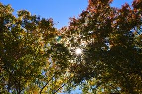 bright sun through the trees