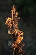texture flower dry nature plant