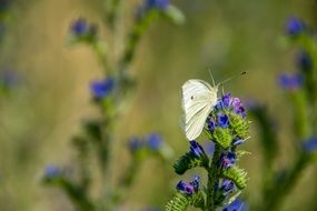 white butterfly feeding on blue flowers