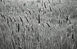plantain meadow seasons spring