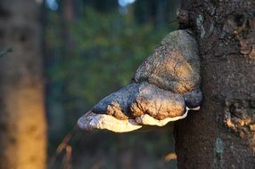 tree fungus forest mushroom tribe