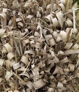 texture grass stalks dry