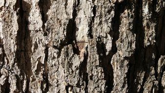 bark textures tree wood pattern