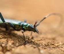 macro view of a musk beetle insect