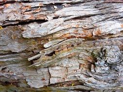 wood trunk tree texture