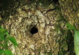 tree bark hollow wood nature trunk