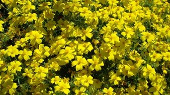 flowers nature yellow background