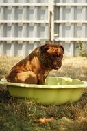 bordeaux dog summer day