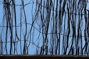 sky branch fence texture