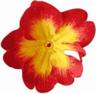 flower blossom petals red yellow