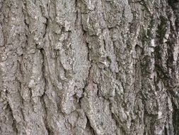 walnut tree black bark