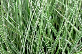 abstract background grass stripes