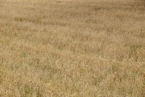field wallpaper poland harvest
