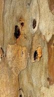 wood background texture brown