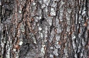 background bark wood brown gray