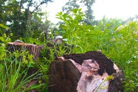 nature wood stump grass