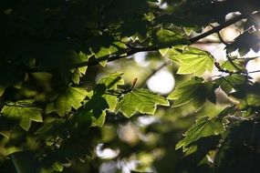 leaves sunshine nature green leaf