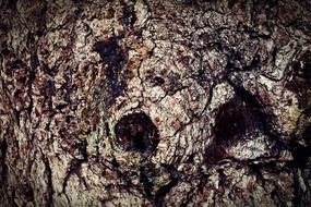 bark wood tree texture