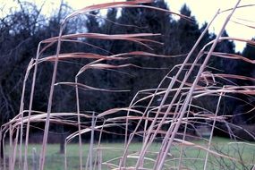 reed wind nature mood plant