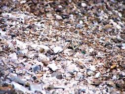 stones rocks gravel butterfly