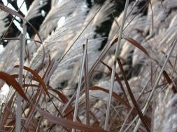 grass background meadow