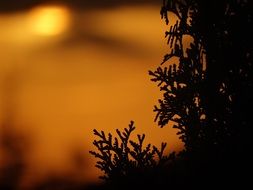 thuja in the evening