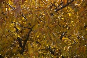 yellow autumn foliage