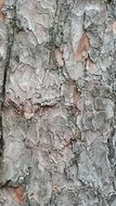 tree bark nature trunk