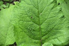 leaf nature leaves green plant