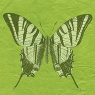 green butterfly on scrapbook page