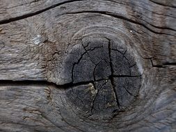 rings and cracks old wood texture background layer