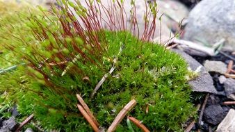 moss natural nature green plant