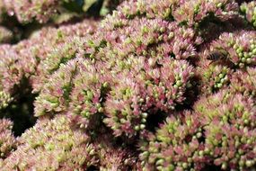 background with stonecrop inflorescence