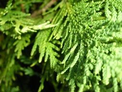 texture tree fir foliage green