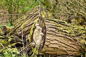 wood old moss forest mining