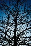 tree silhouette sky branches