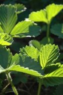 strawberry leaf leaves nature