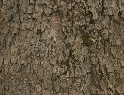 bark tree trunk trees nature